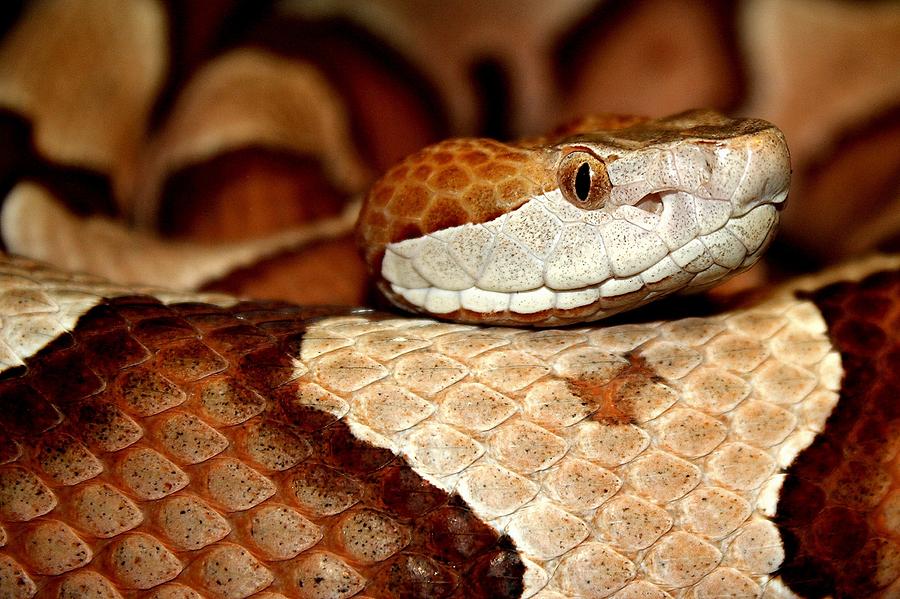 Copperhead Snake Photograph by Paulette Thomas - Fine Art America