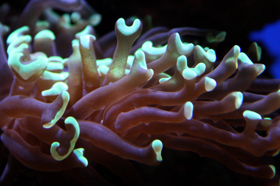 Coral 1  Photograph by Jennifer Bright Burr