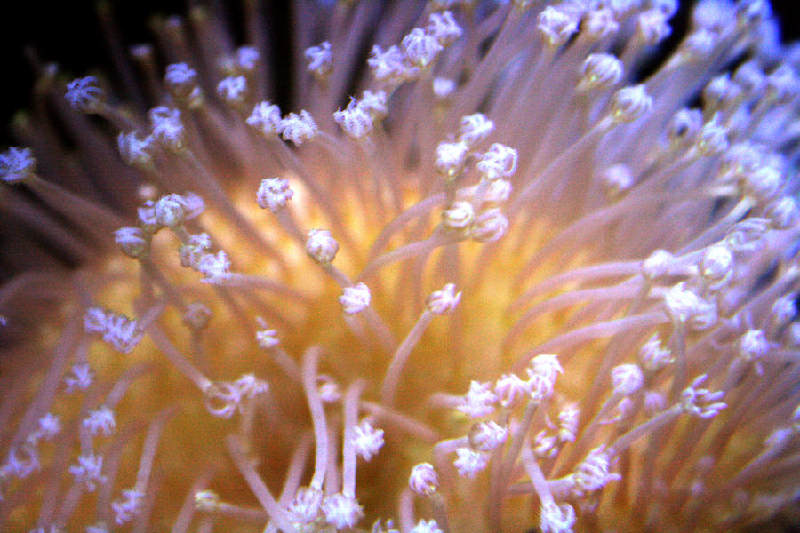 Coral 3 Photograph by Jennifer Bright Burr