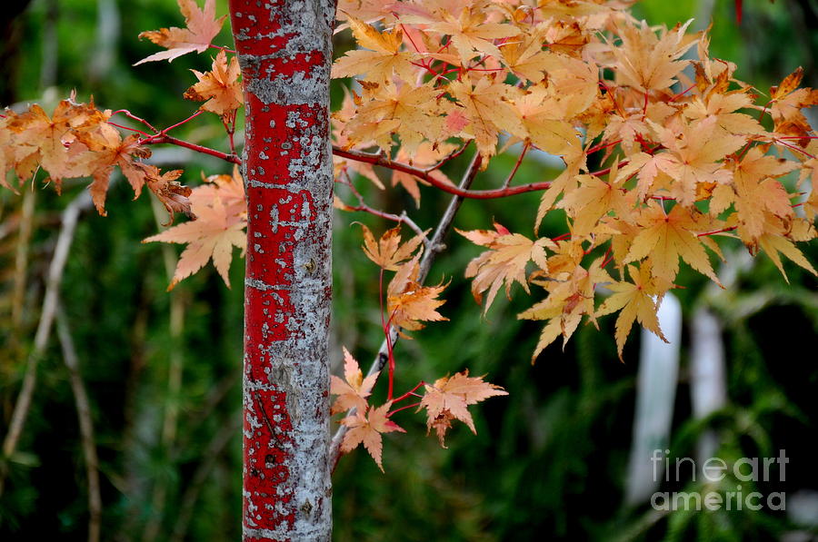 Coral Bark Japanese Maple Photograph by Tatyana Searcy