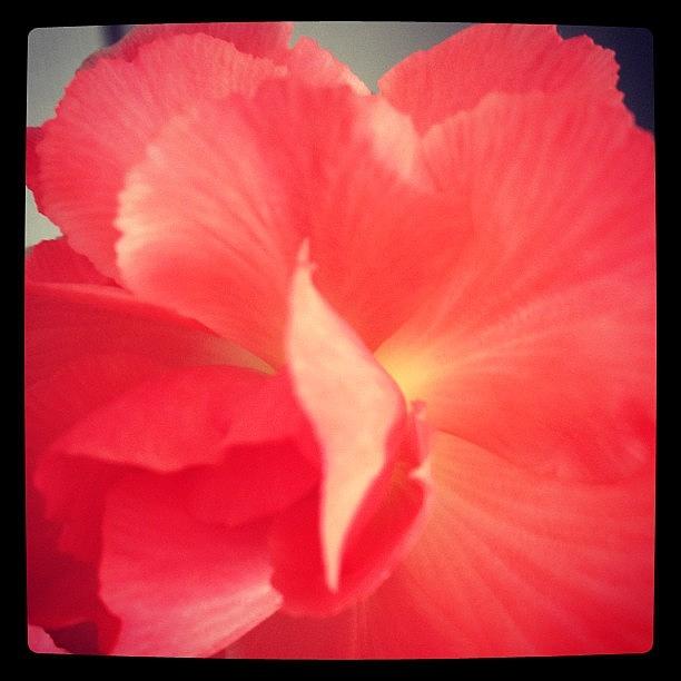 Flower Photograph - Coral Blush by Kirstie Eyres