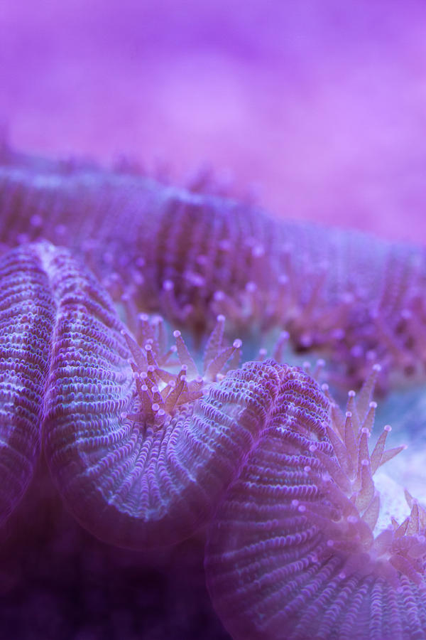 Coral Close-Up I Photograph by Adam Pender