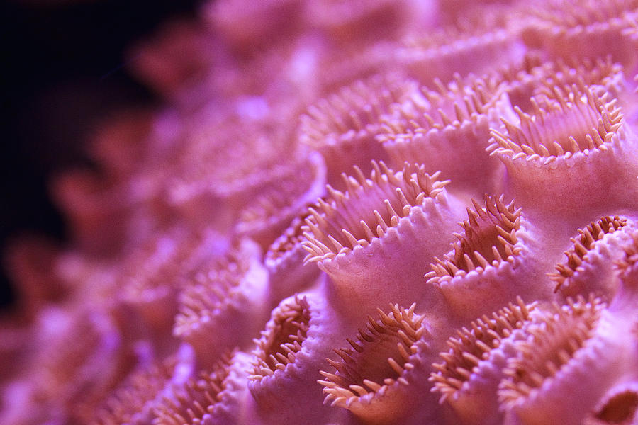 Coral Close-Up II Photograph by Adam Pender