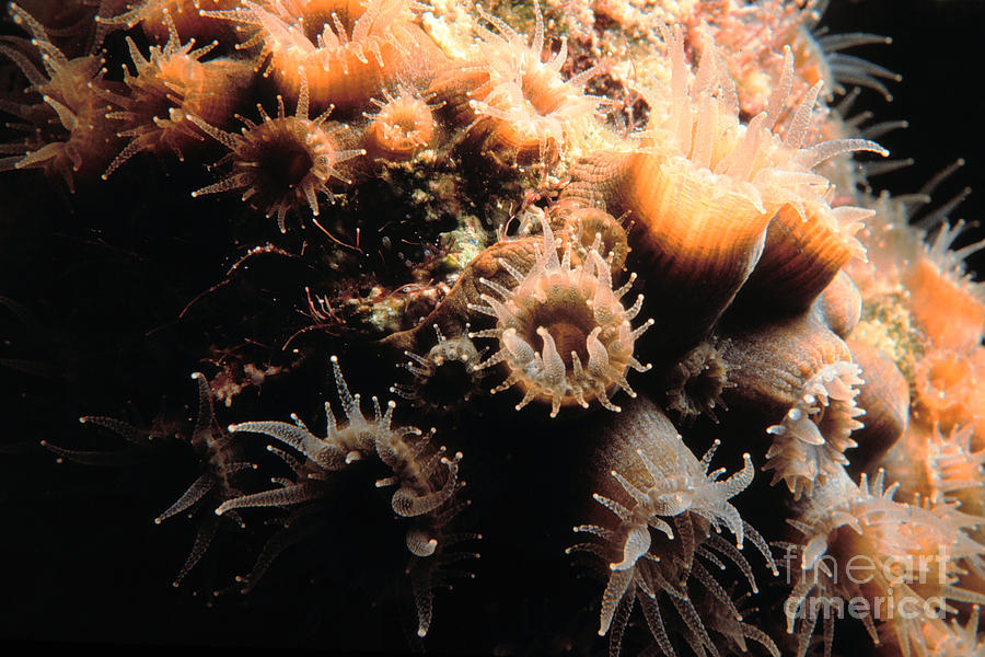 Coral Feeding 5 Photograph By Mike Nellums - Fine Art America