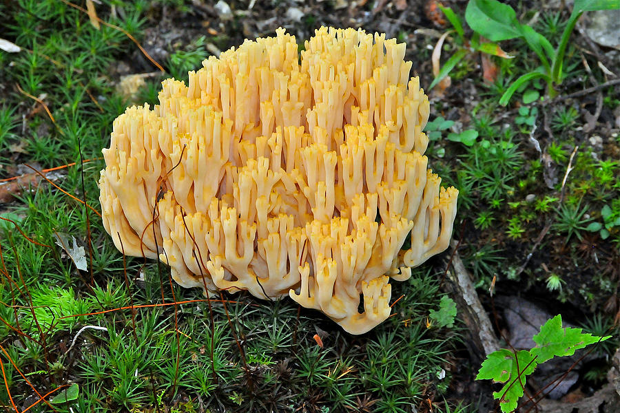 Coral Fungus Romaria sp. Photograph by Alan Lenk - Pixels