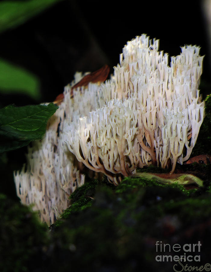Coral Mushroom 2 Photograph by September Stone
