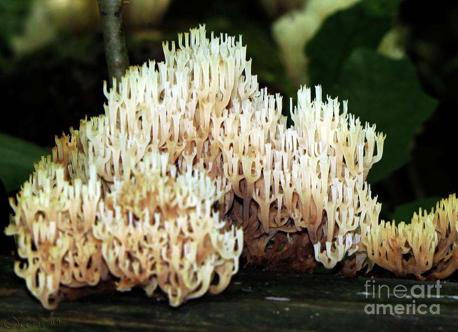 Coral Mushroom Photograph