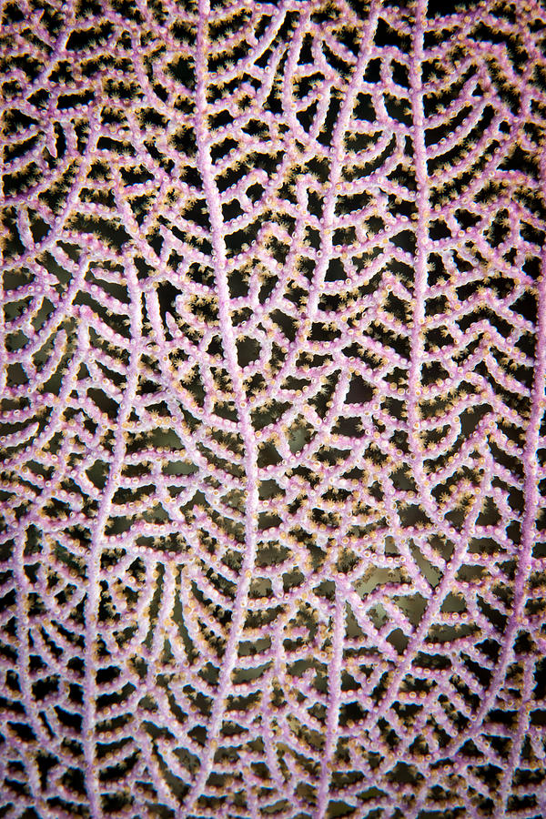 Coral Pattern Photograph by Jean Noren