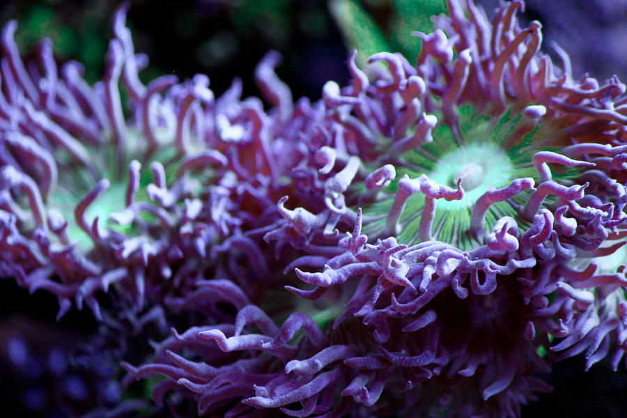  Coral  Purple  and Green Photograph by Erik Hovind