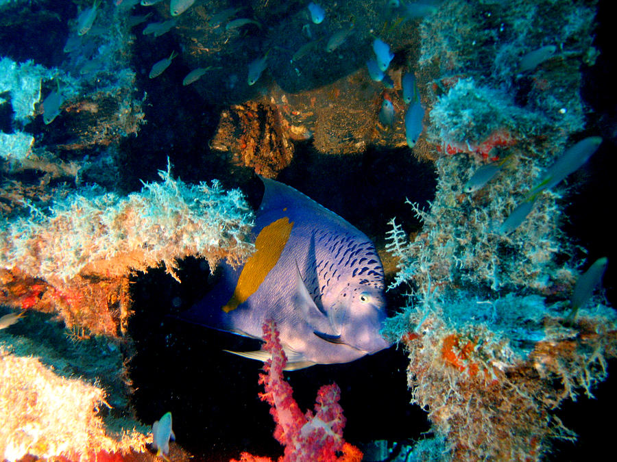 Coral Reef In Red Sea Photograph