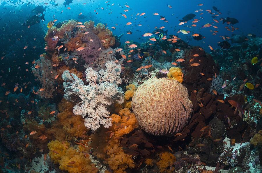 Coral Reef, Thailand Photograph by Georgette Douwma - Fine Art America