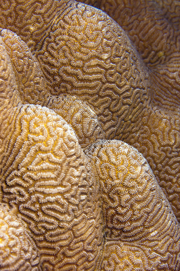 Coral Photograph