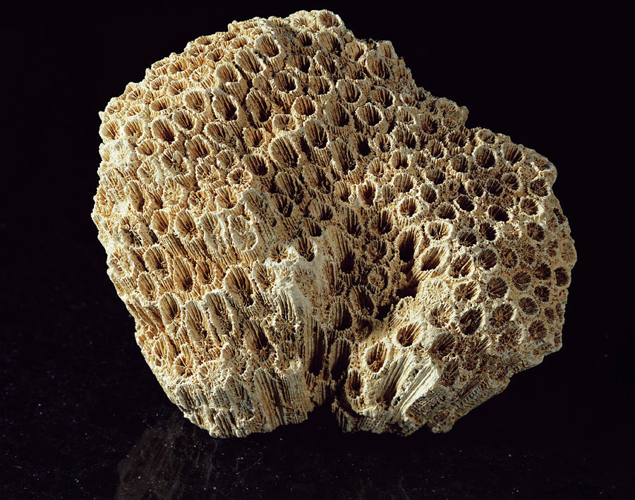 Coral Skeleton Photograph by Dirk Wiersma