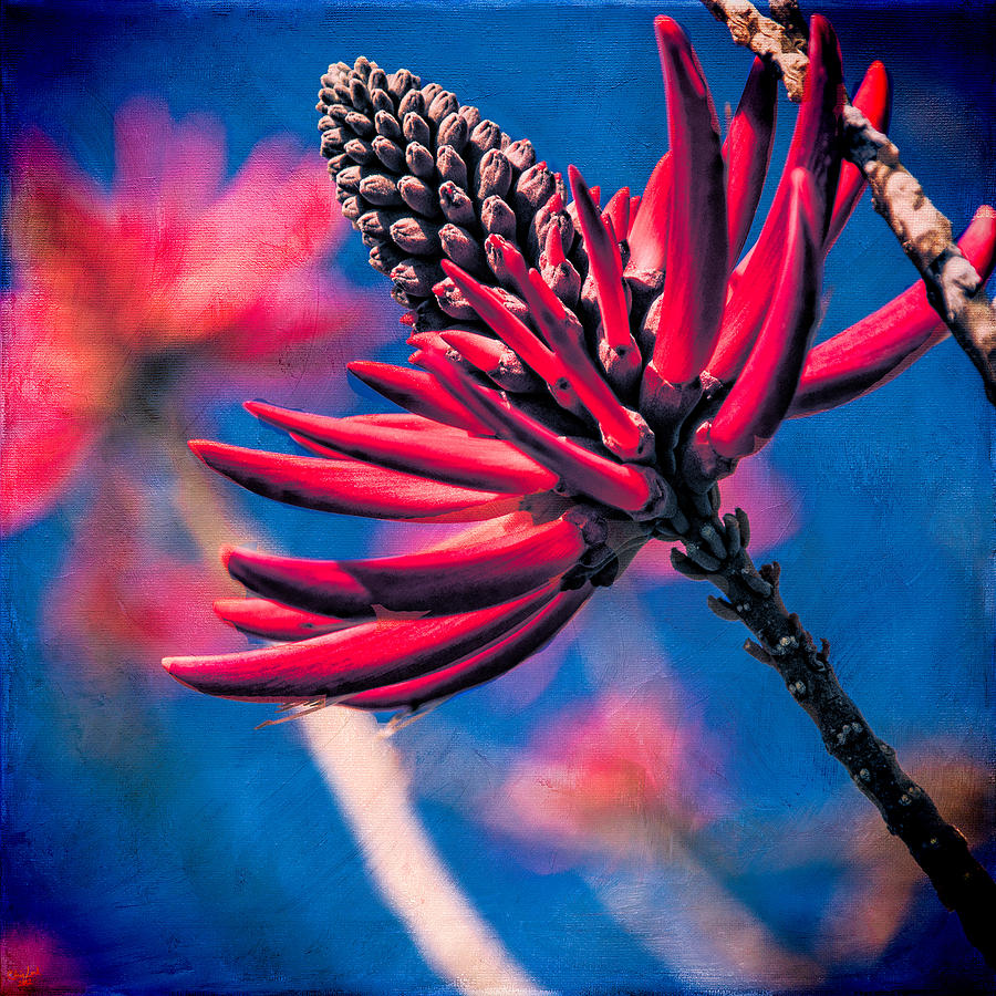 Coral Tree Flower Photograph by Chris Lord