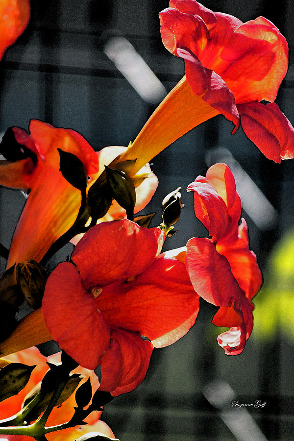 Flower Photograph - Coral Trumpets by Suzanne Gaff