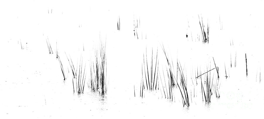 Cord Grass II Photograph by David Waldrop