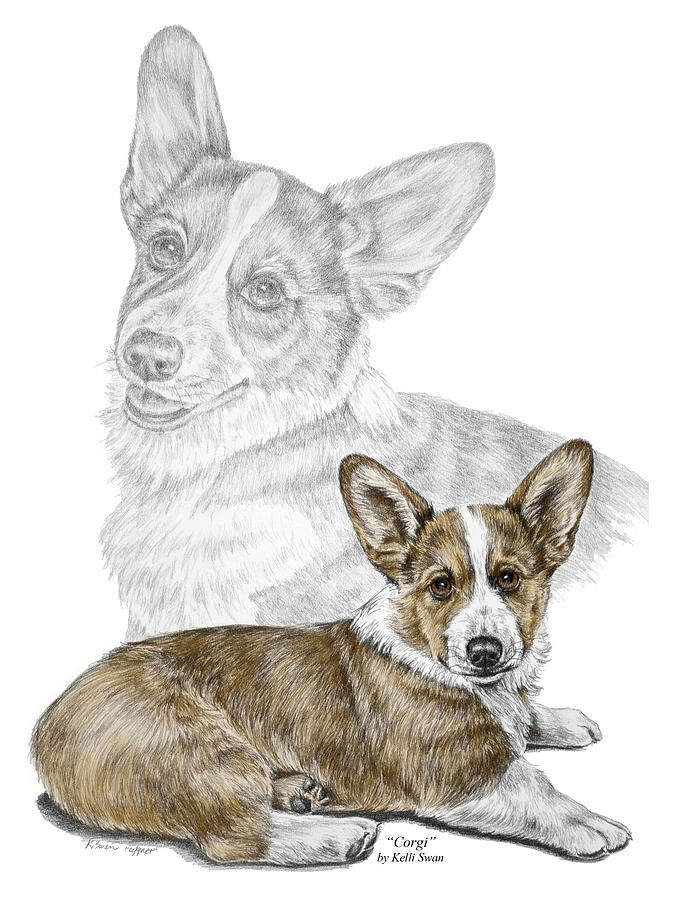 Corgi Dog Art Print color tinted Drawing by Kelli Swan