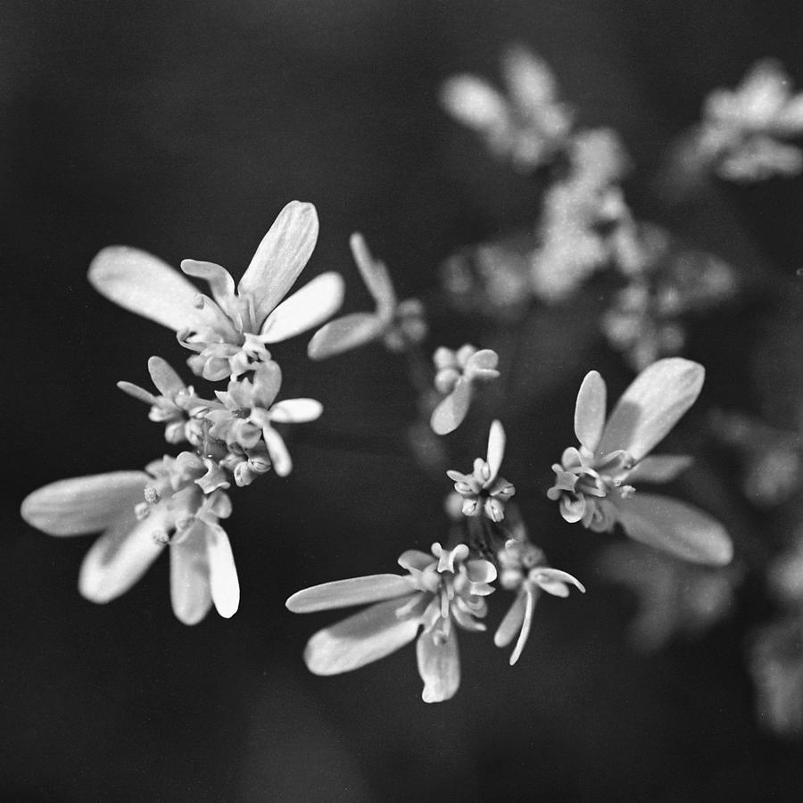 Coriander flowers. Photograph by Paul Cowan