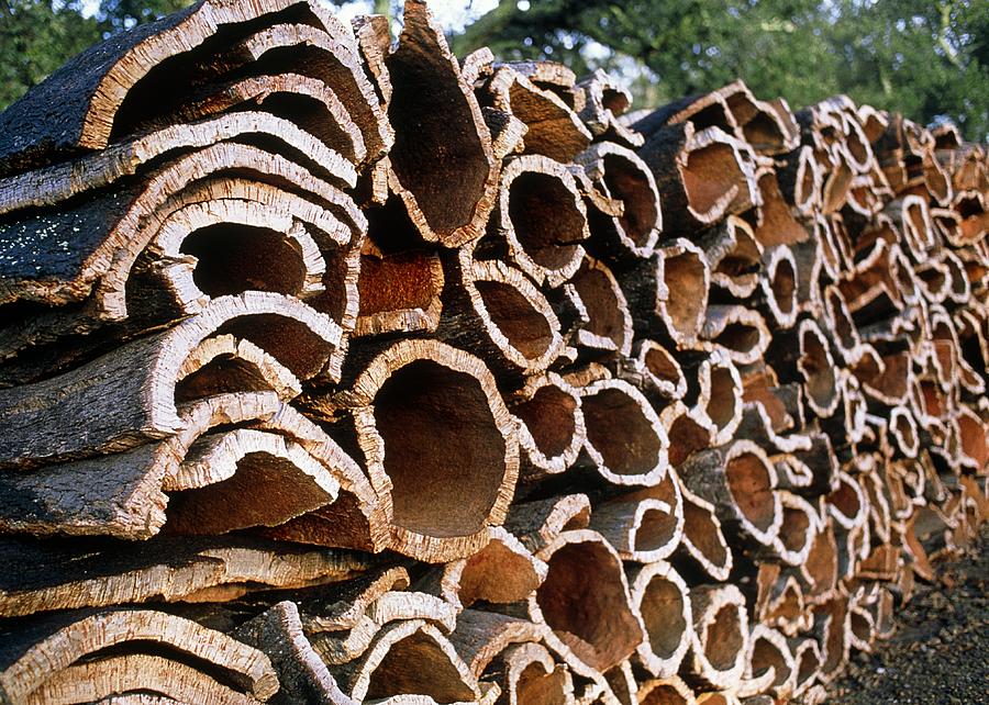 Cork harvest photograph by alan sirulnikoff