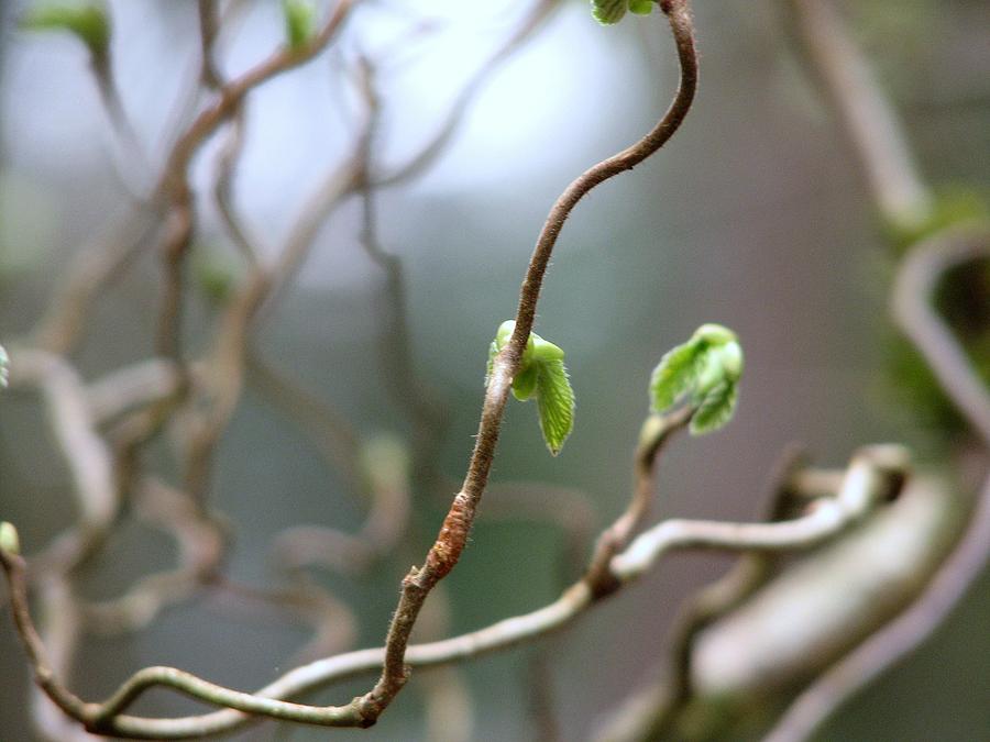 Nature Photograph - Corkscrew Hazelnut Tree by Chris Anderson