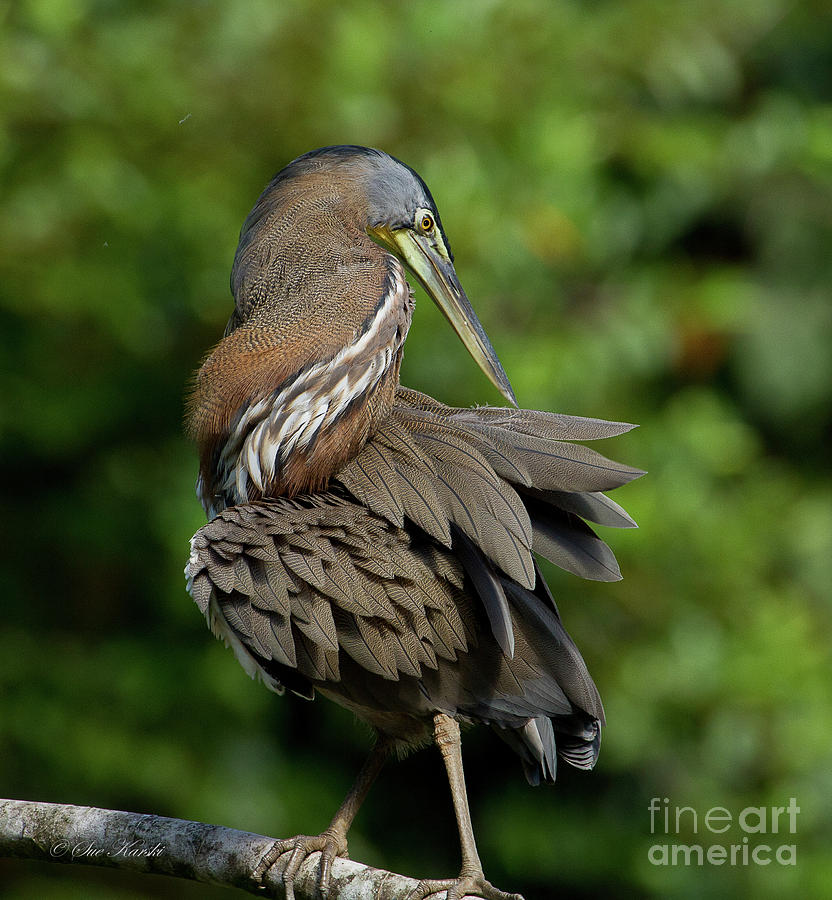 Corkscrew Heron Photograph by Sue Karski