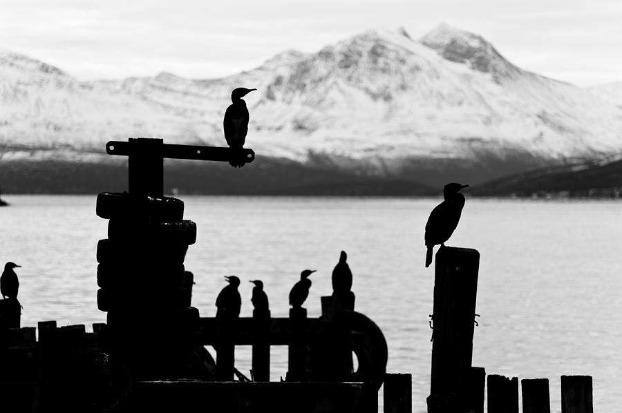 Cormoran bird sits on a pier in winter in a Fjord in Norway Photograph by U Schade