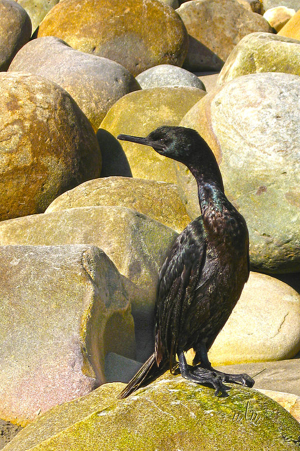 Cormorant 1 Photograph by Marie Morrisroe