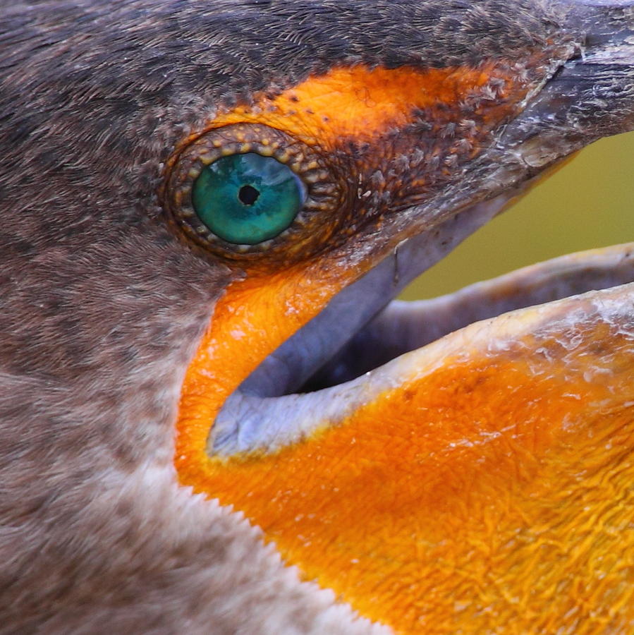 Cormorant Abstract Photograph by Bruce J Robinson