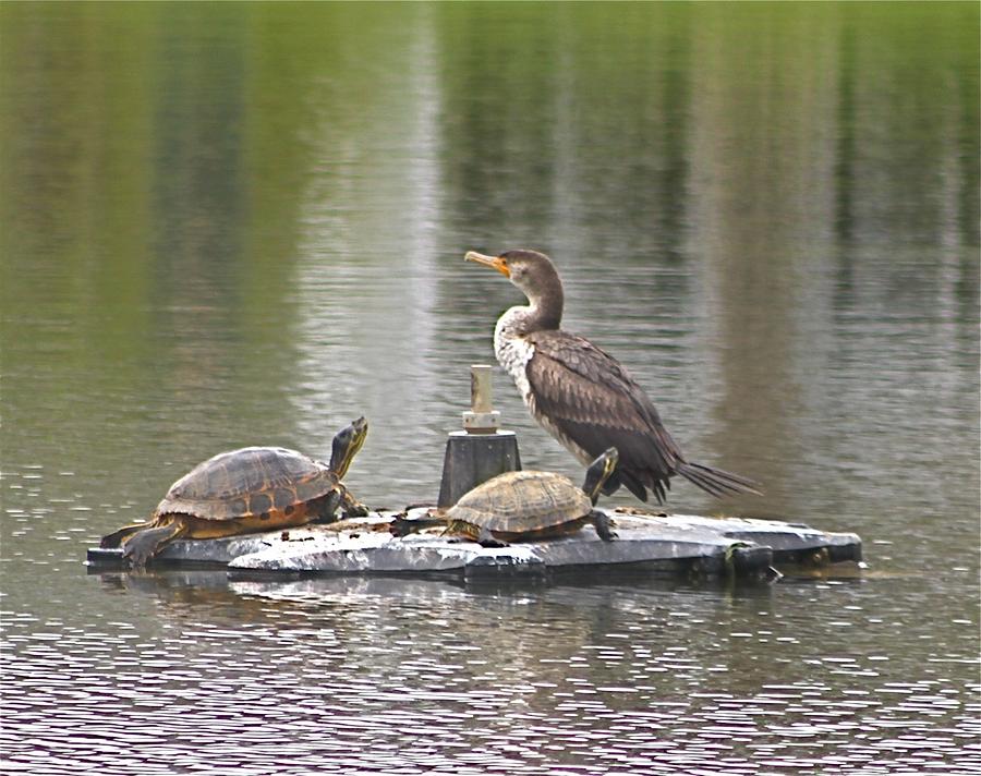 Cormorant and Turtle Duo Photograph by Jeanne Juhos