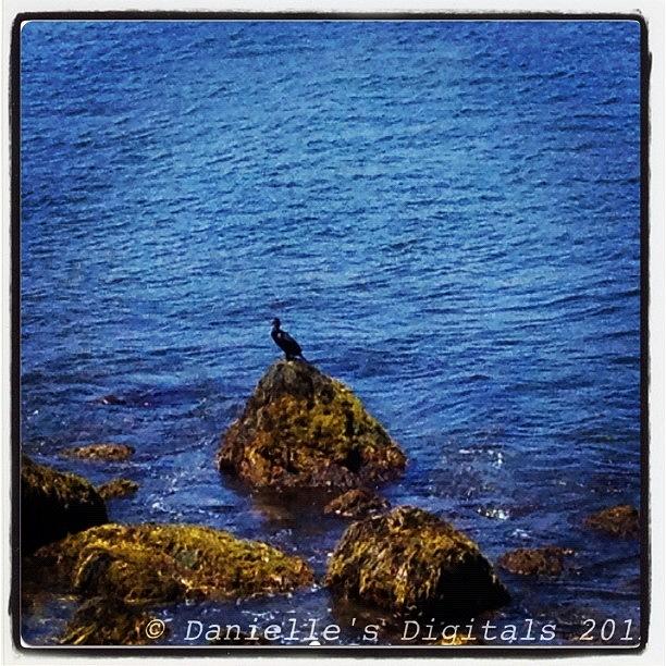 Summer Photograph - #cormorant #bird #foul #ocean #water by Danielle Mcneil