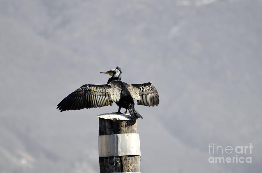 Cormorant bird Photograph by Mats Silvan