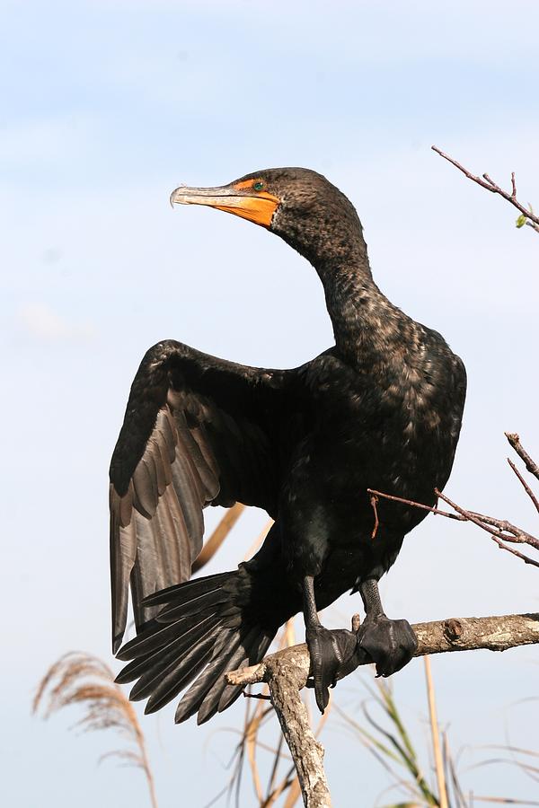 Cormorant Winged Directions Photograph