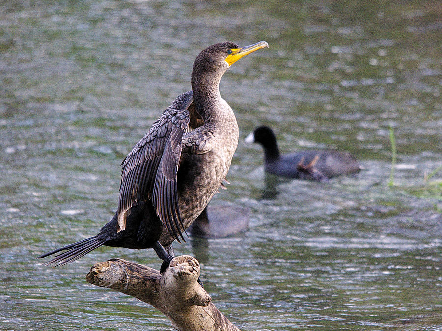 Cormorant Drying Its Wings 3 Photograph by Roy Williams