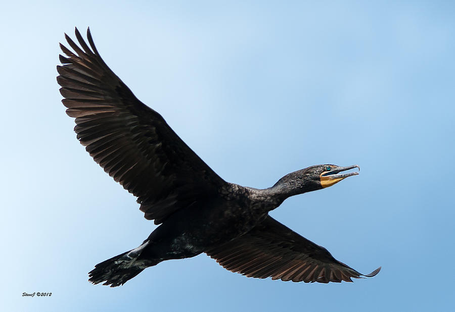 Cormorant Flying Over Duck Lake Photograph by Stephen Johnson