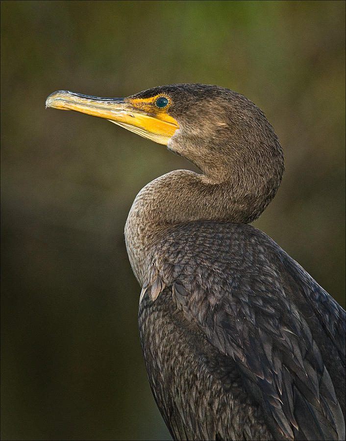 Cormorant Photograph - Cormorant by Howard Knauer