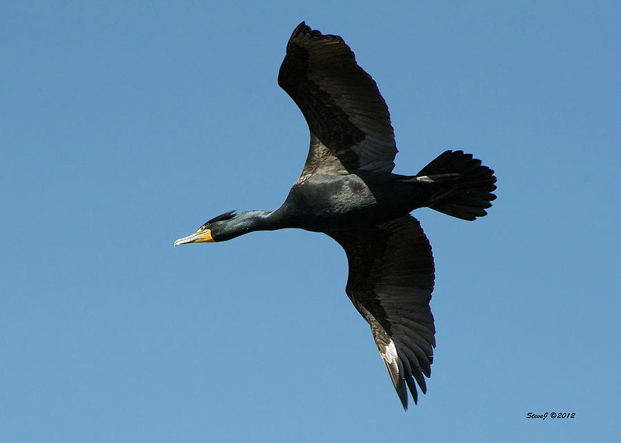 Cormorant in Flight Photograph by Stephen Johnson