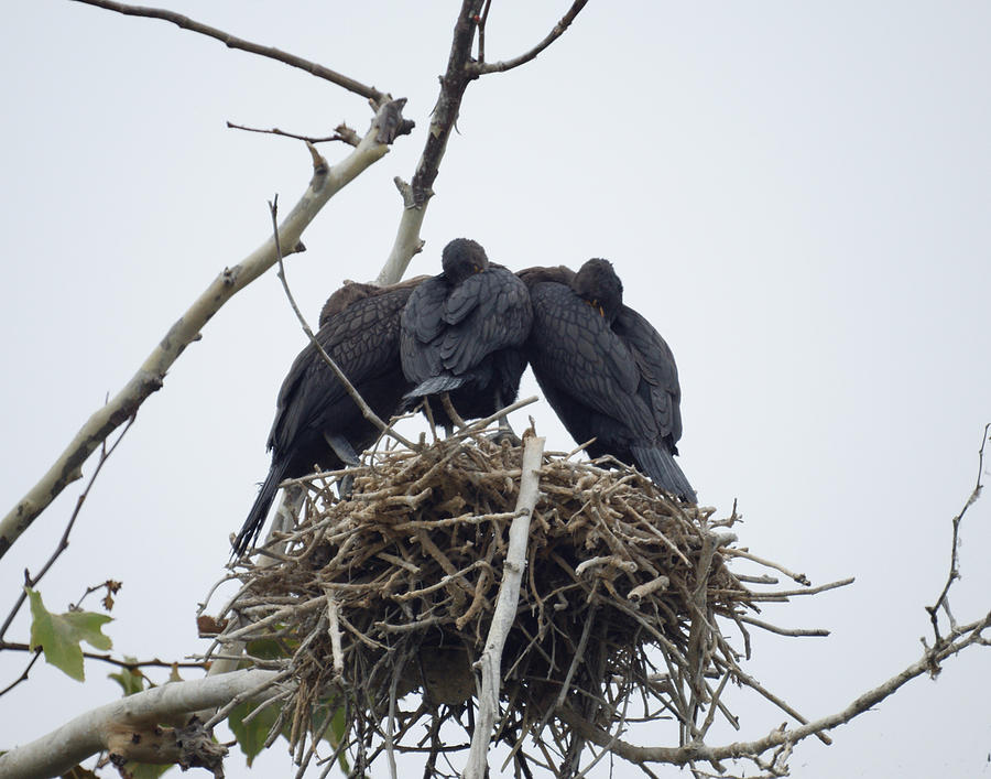 Cormorant Nest Photograph by Ernest Echols