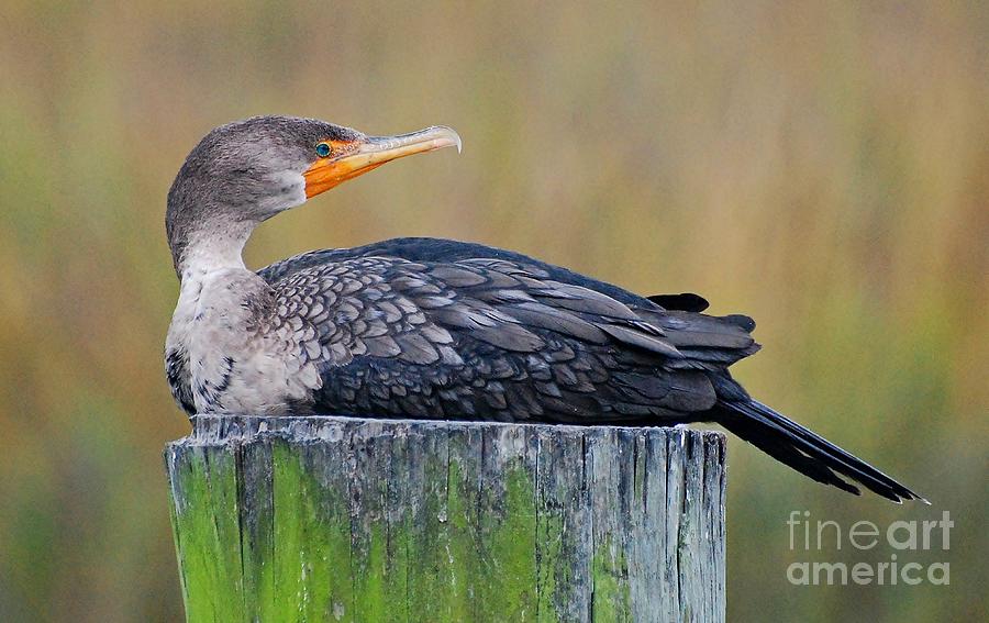 Cormorant On A Post Photograph by Kathy Baccari