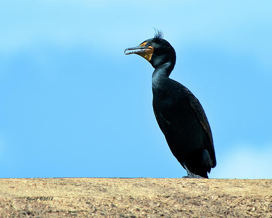 Cormorant on Dam Photograph by Stephen Johnson