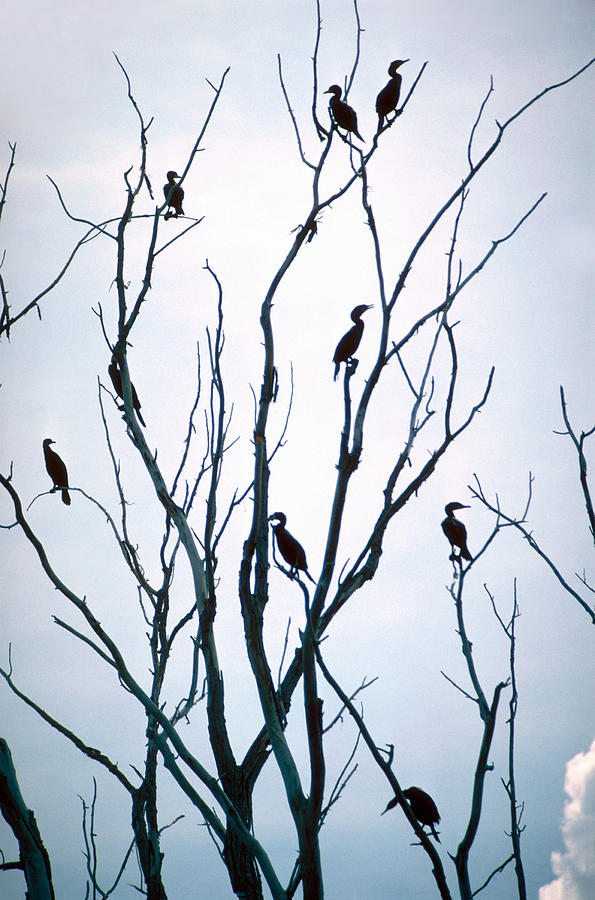 Cormorant Raiders Photograph by Jon Lord