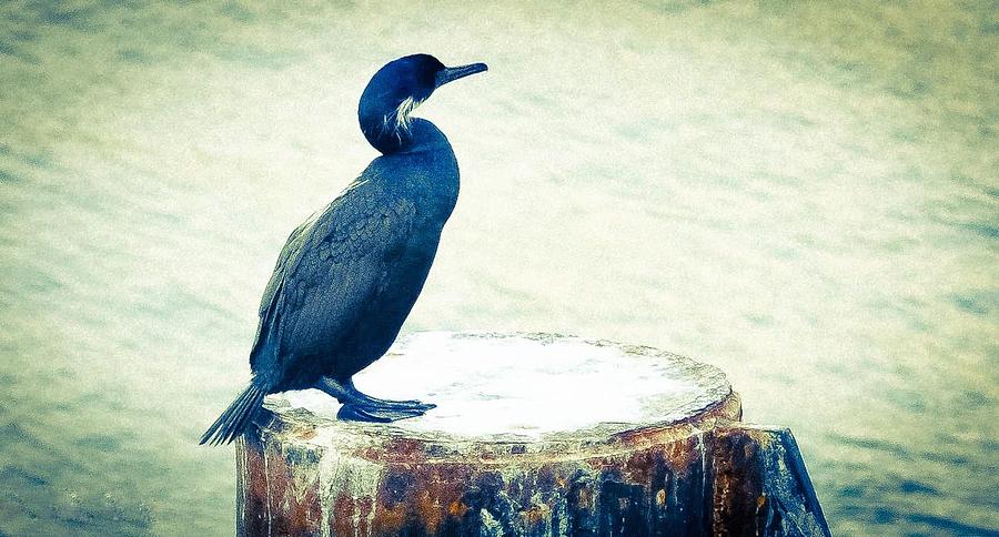 Cormorant Waits for the Ferry Photograph by Ronda Broatch