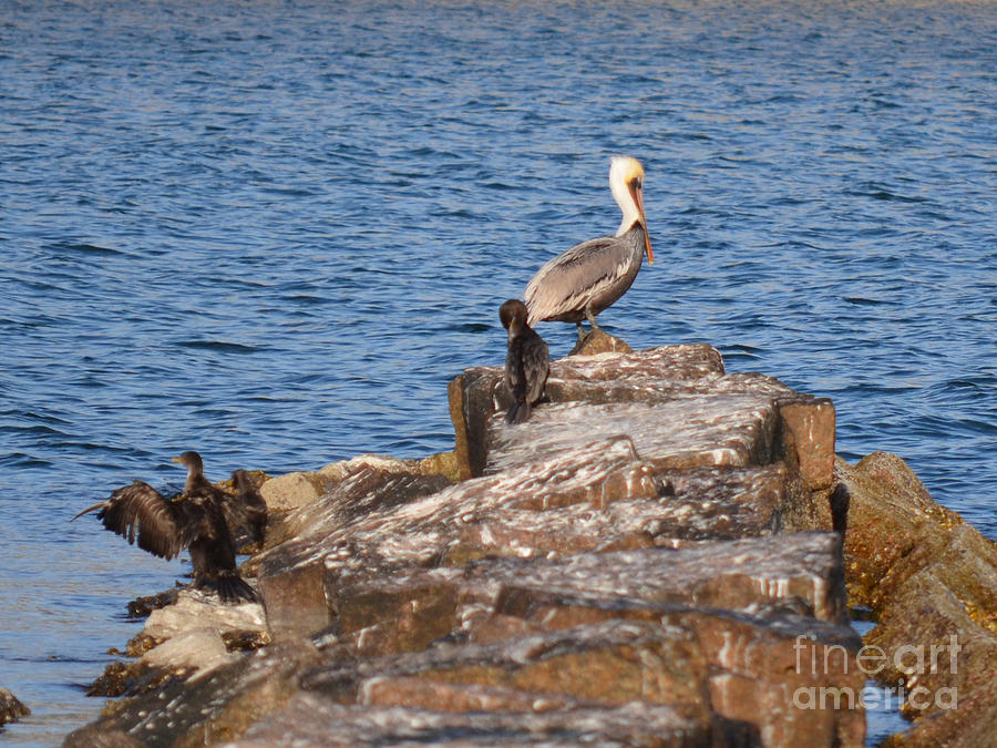 Cormorants And Pelican Photograph by Donna Brown