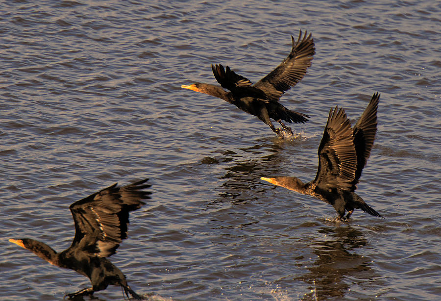 Cormorants in Flight 1 Photograph by Lawrence Christopher