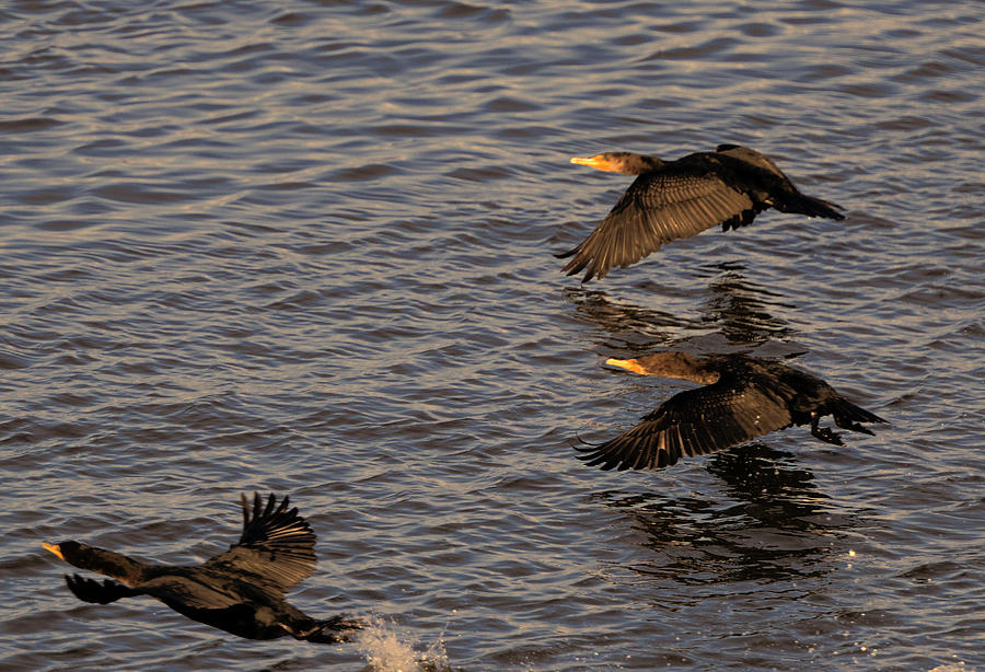 Cormorants in Flight 2 Photograph by Lawrence Christopher