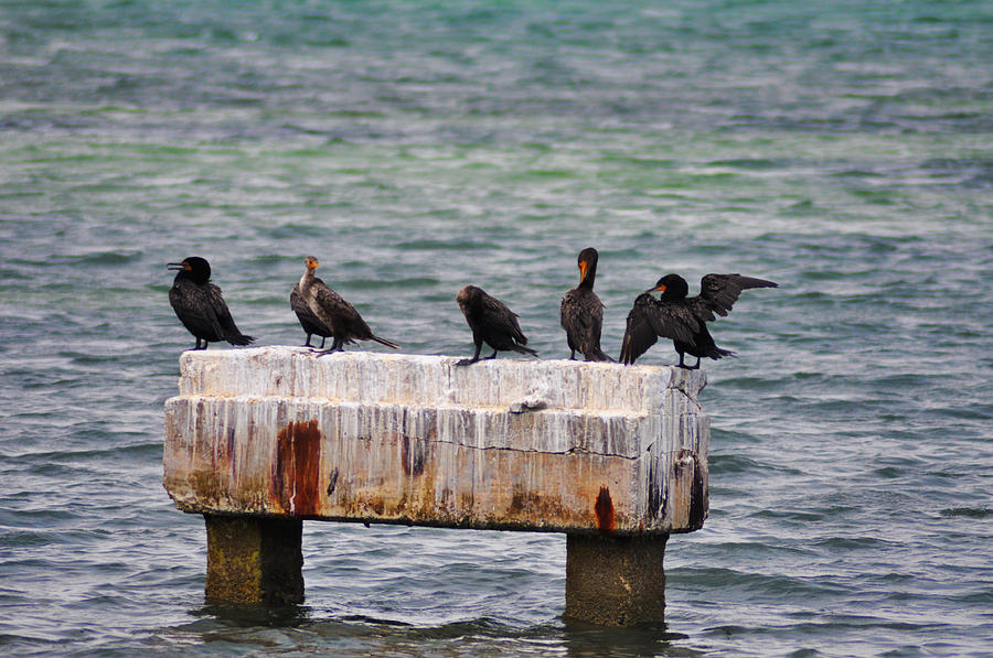 Cormorants Key West Photograph by Bill Cannon
