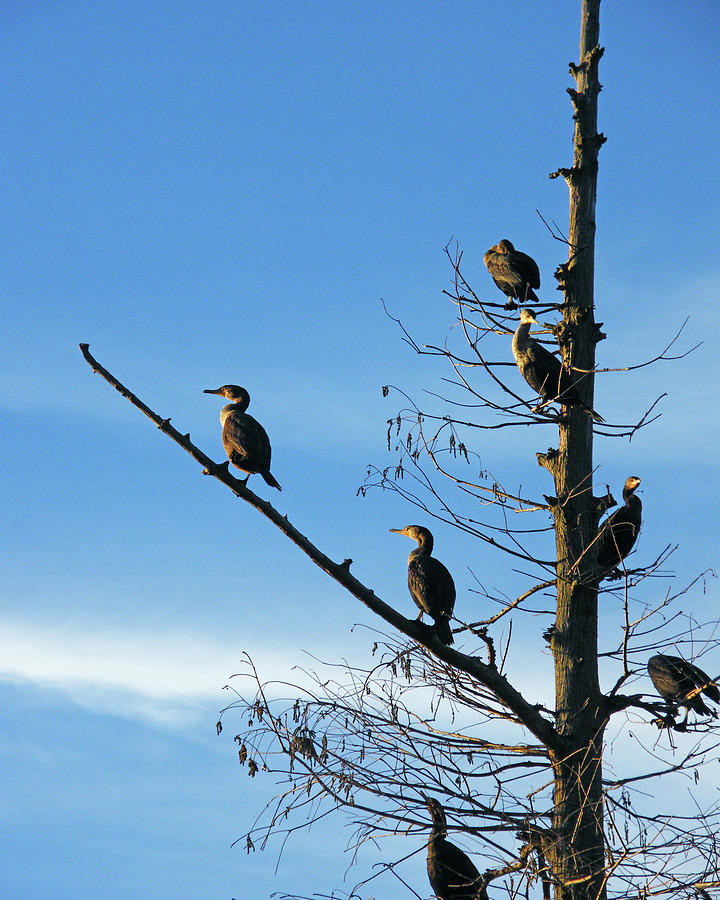 Cormorants Photograph by Lizi Beard-Ward