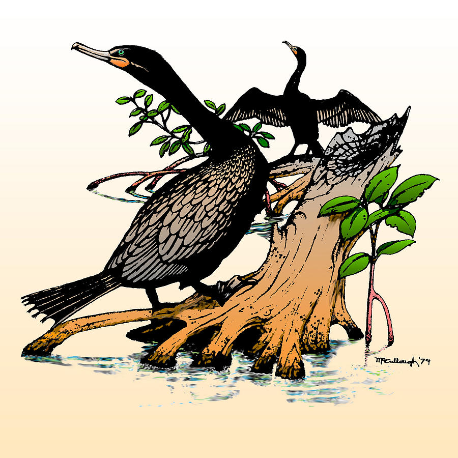 Cormorants on Mangrove Stumps filtered Drawing by Duane McCullough