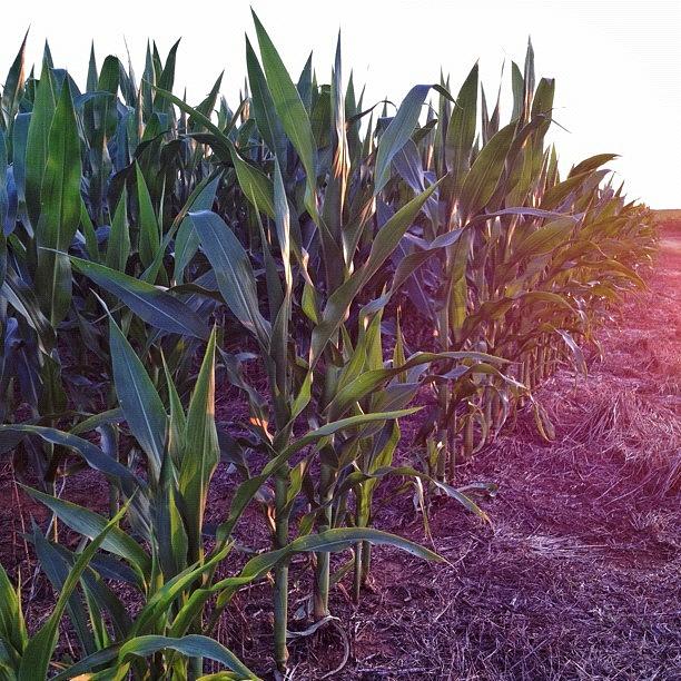 Nature Photograph - #corn At #sunset by Misty D