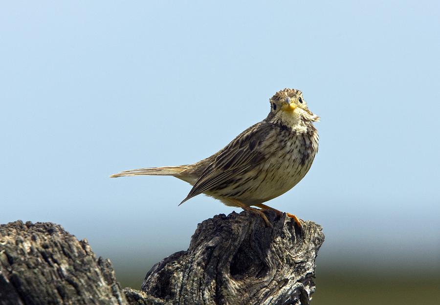 Spring Photograph - Corn Bunting by Bob Gibbons