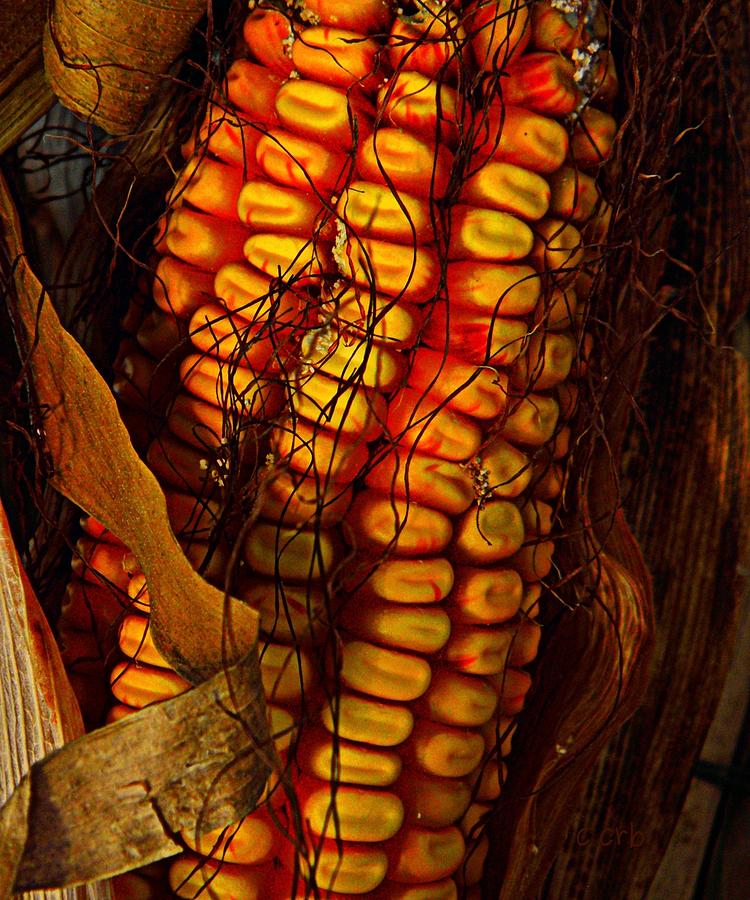 Corn  Photograph by Chris Berry